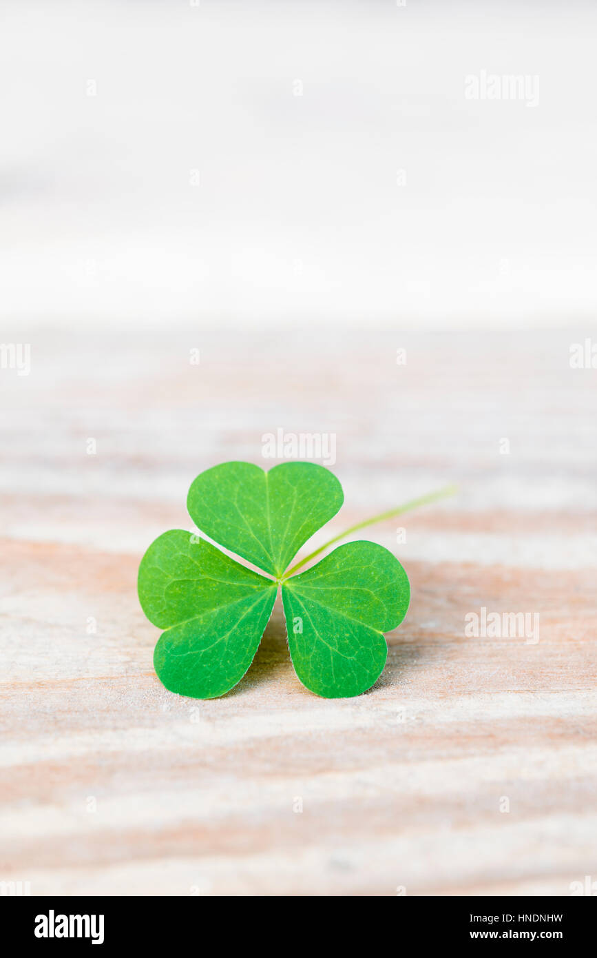 Close-up de trois feuilles shamrock sur table en bois avec copie espace Banque D'Images