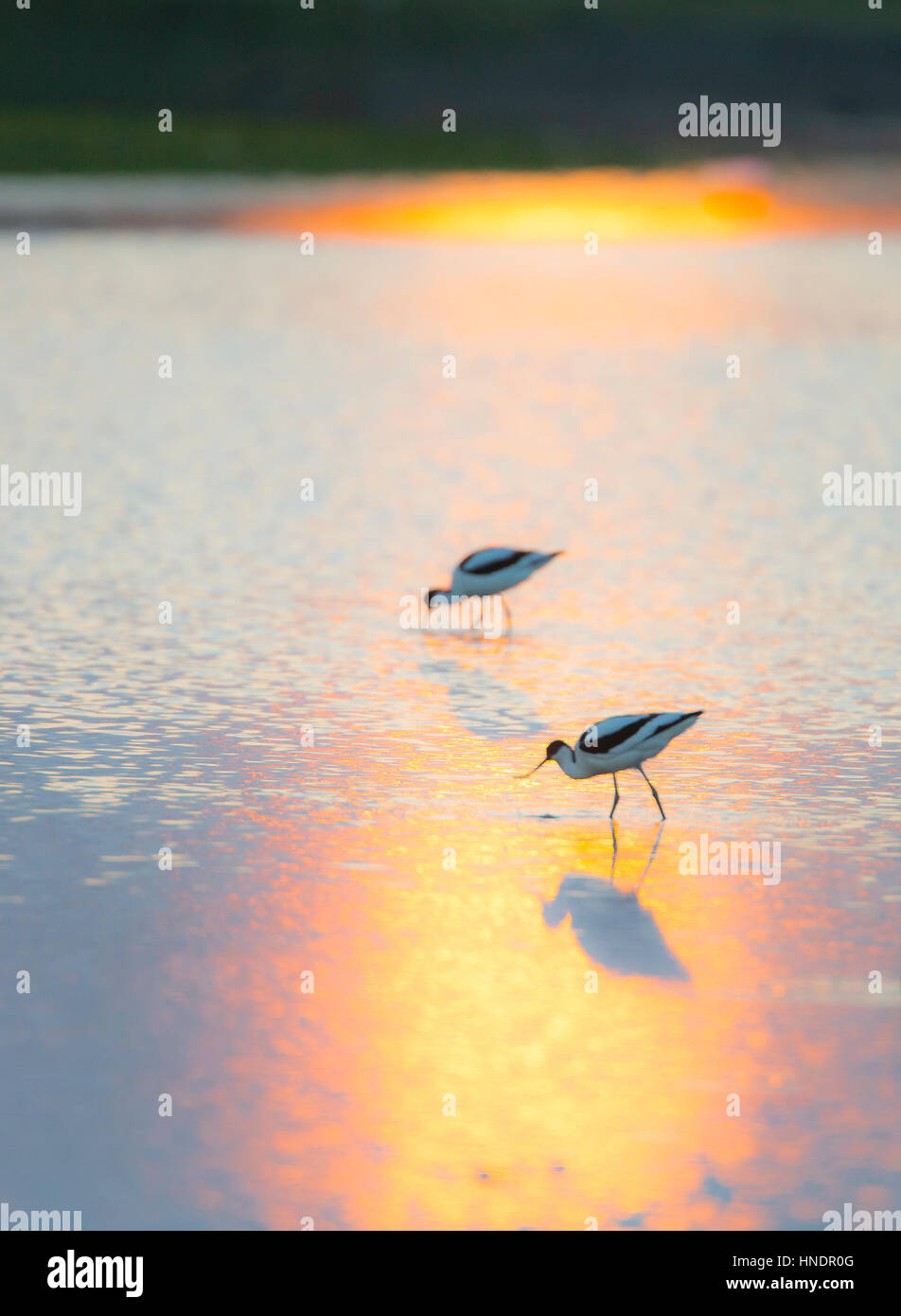 Avocettes (Recurvirostra avosetta) marche à travers l'eau d'or au coucher du soleil, avec le soleil qui se reflète dans l'eau Banque D'Images