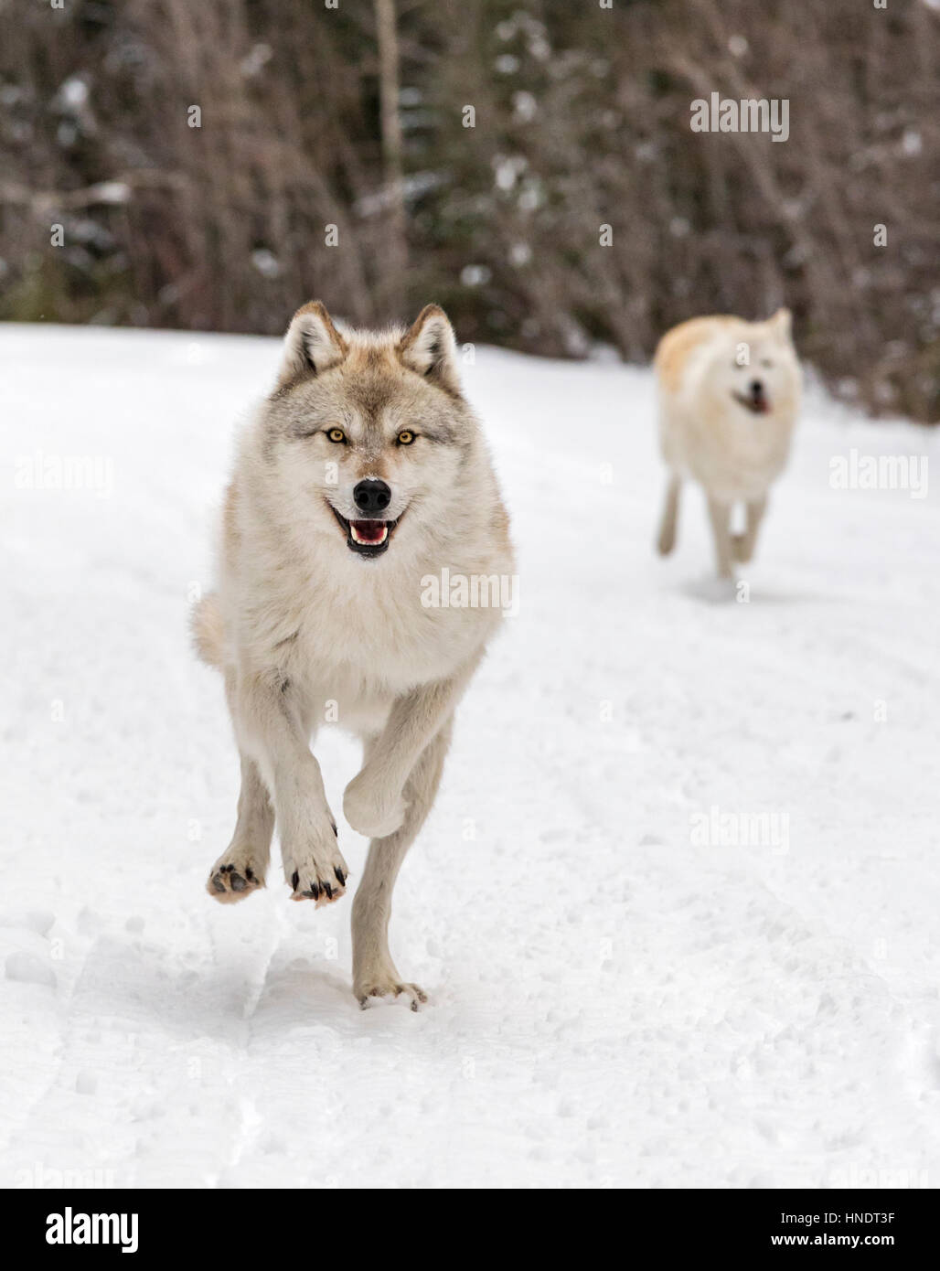 Deux loups gris ; Canus lupus ; British Columbia, Canada Banque D'Images