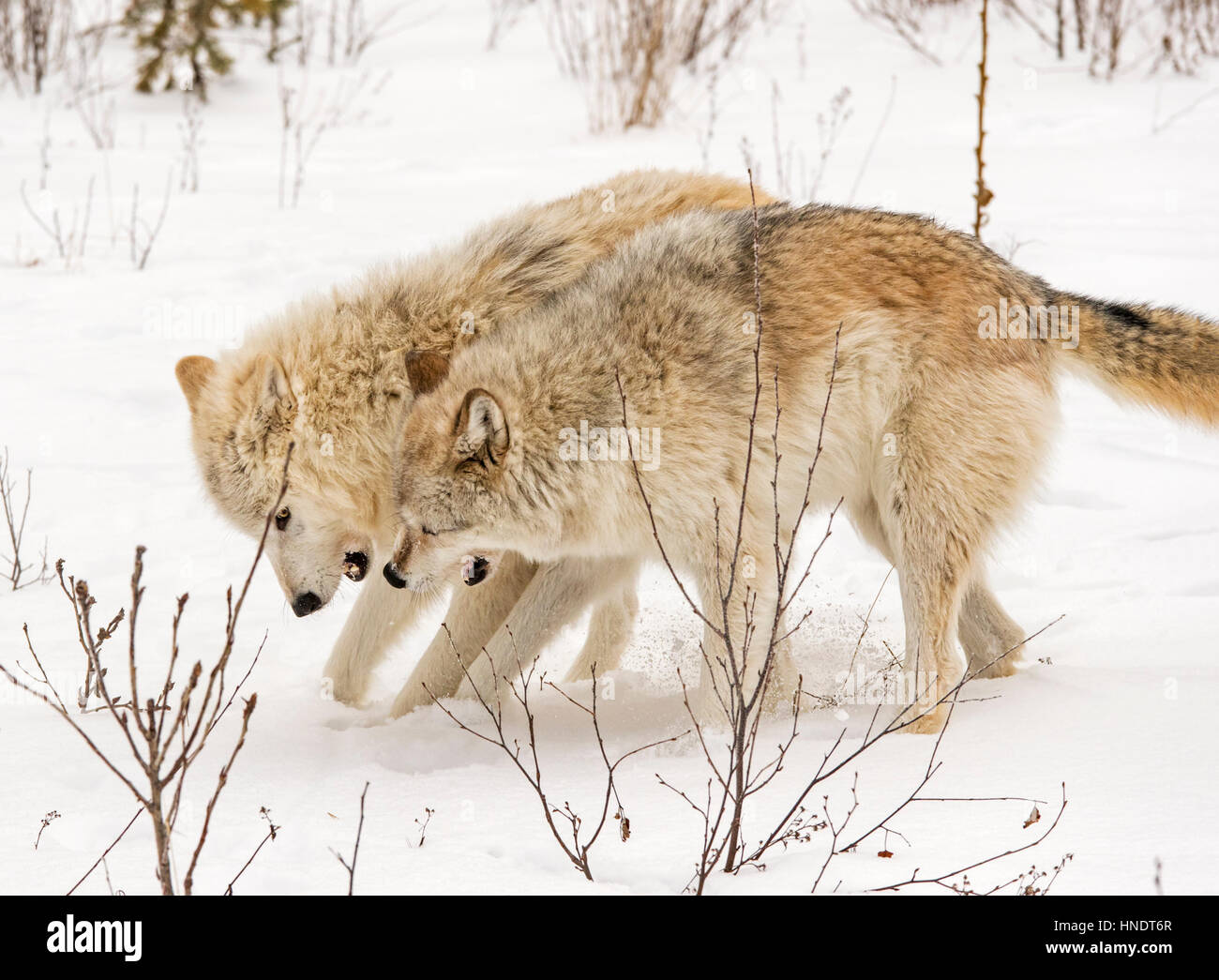 Deux loups gris ; Canus lupus ; British Columbia, Canada Banque D'Images
