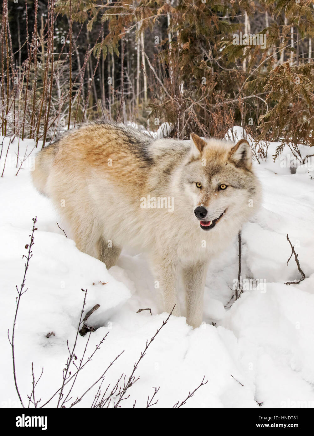 Loup gris ; Canus lupus ; British Columbia, Canada Banque D'Images