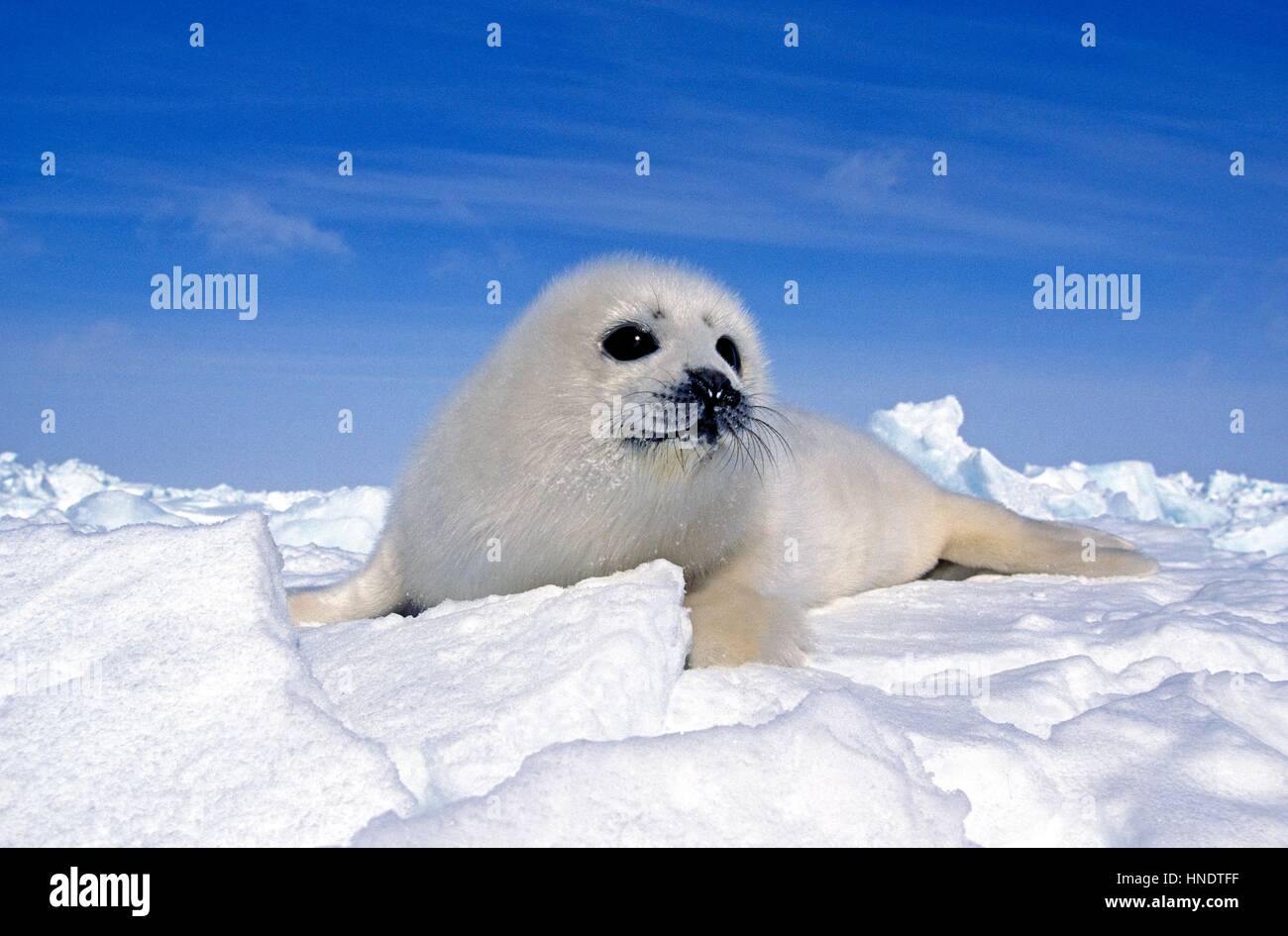 Le phoque du Groenland Pagophilus groenlandicus, Pup standng sur glace, Magdalena îles au Canada Banque D'Images
