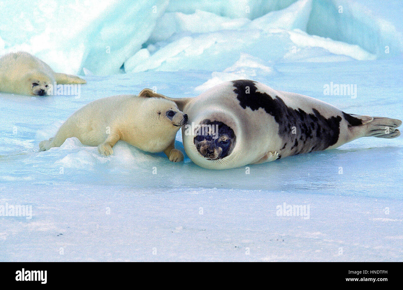 Phoque du Groenland Pagophilus groenlandicus DANS MAGDALENA ISLAND AU CANADA Banque D'Images