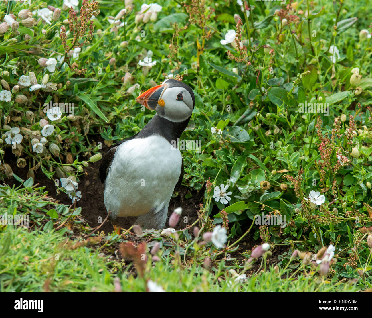 Colonie de macareux sur l'île de Skomer au large de la côte du Pembrokeshire Banque D'Images