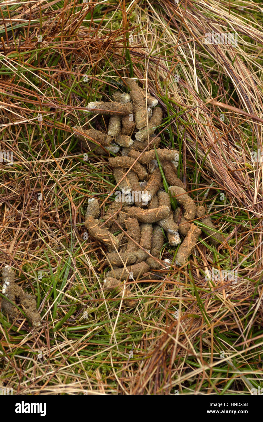 Lagopède des saules Poo sur une lande de montagne au Pays de Galles Banque D'Images
