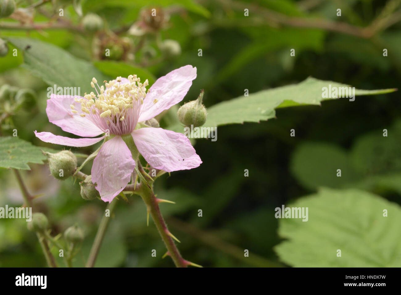 Rubus iscanus Flower Banque D'Images
