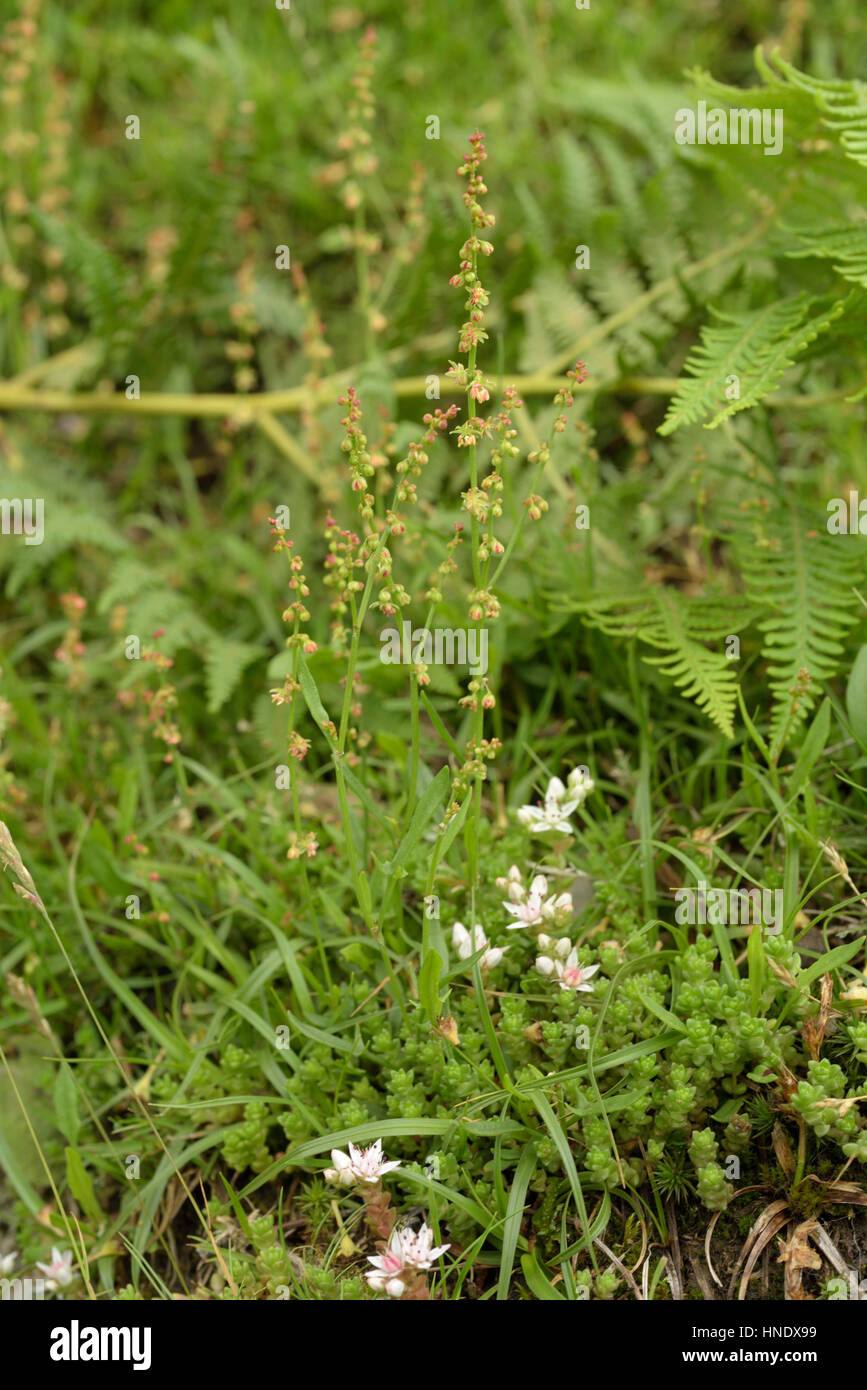 Le mouton, l'oseille Rumex acetosella anglais amonng croissant orpin, Sedum anglicum Banque D'Images