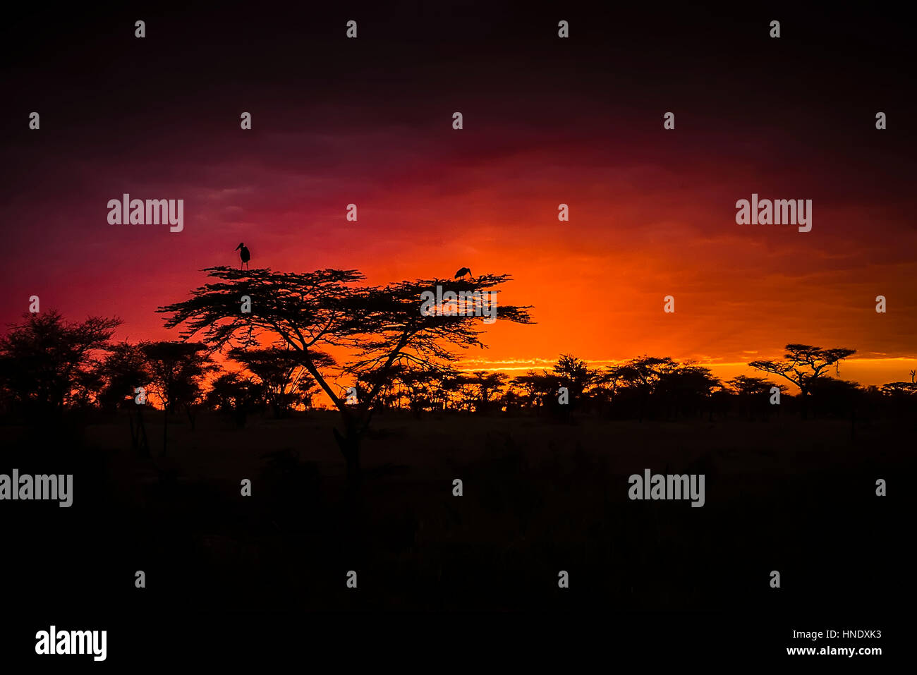 Coucher du soleil brillent dans la savane africaine avec des silhouettes d'oiseaux et d'arbres Banque D'Images