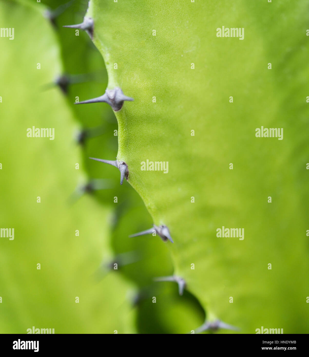 Château de cactus, Palm Springs, California, USA Banque D'Images