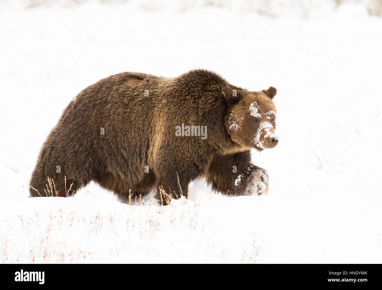 Grizzly bear (# 793) marche dans la neige profonde à l'appareil photo parallèle Banque D'Images
