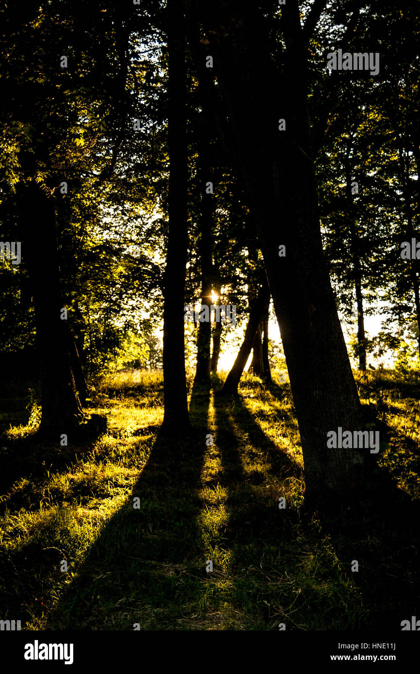 Par la mise en contre-jour forêt soleil. Silhouette des arbres Banque D'Images
