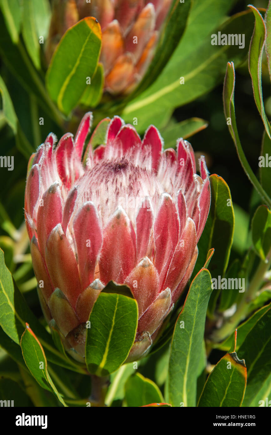 Photo:PROTEA Protea king), en voie de disparition de l'habitat de fynbos,  réserve naturelle d'Helderberg, près de Cape Town, Western Cape Photo Stock  - Alamy