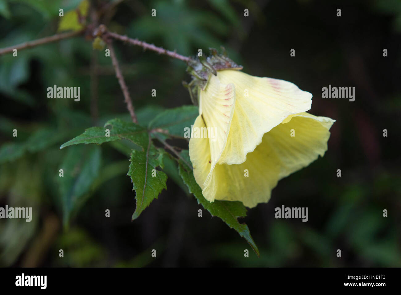 Fleur, réserve forestière de Sinharaja, Sri Lanka Banque D'Images