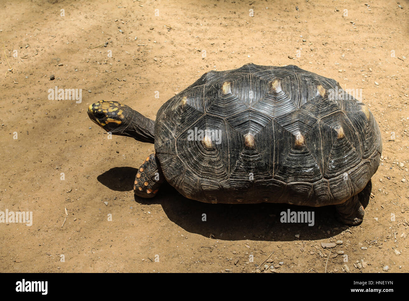 Tortue du Venezuela Banque D'Images