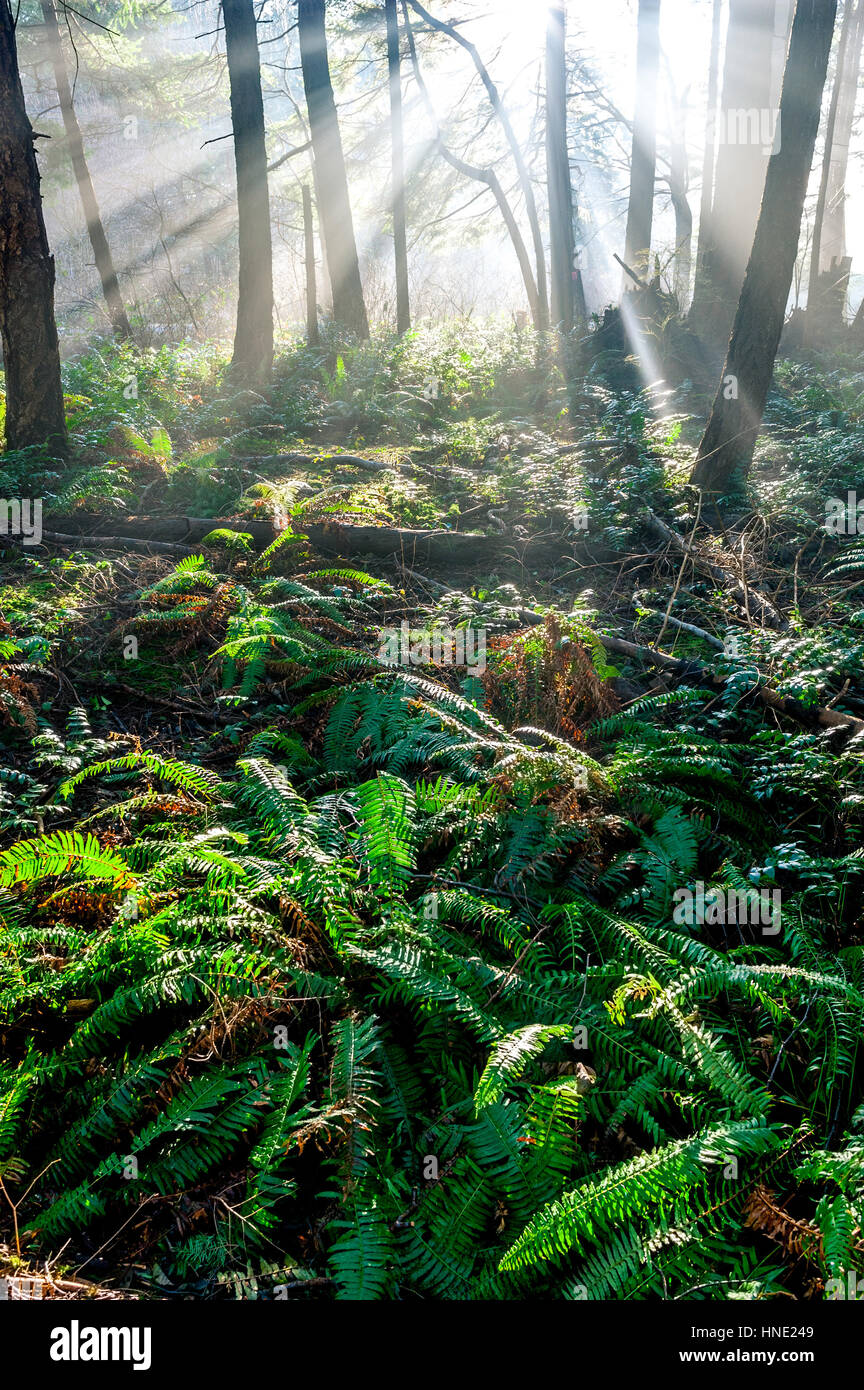 Bean soleil rayons de lumière briller à travers la forêt boréale de conifères Banque D'Images