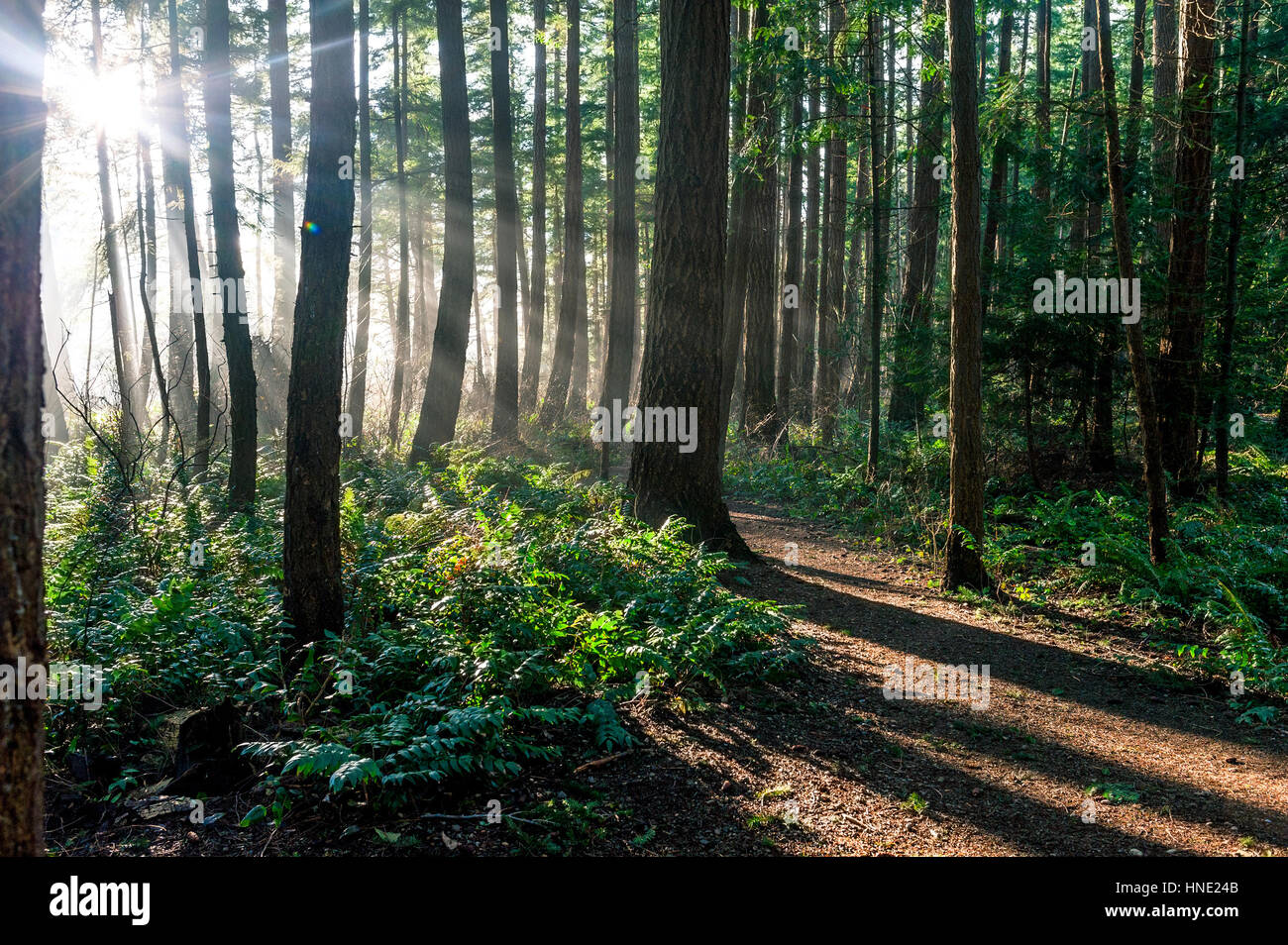 Bean soleil rayons de lumière briller à travers la forêt boréale de conifères Banque D'Images