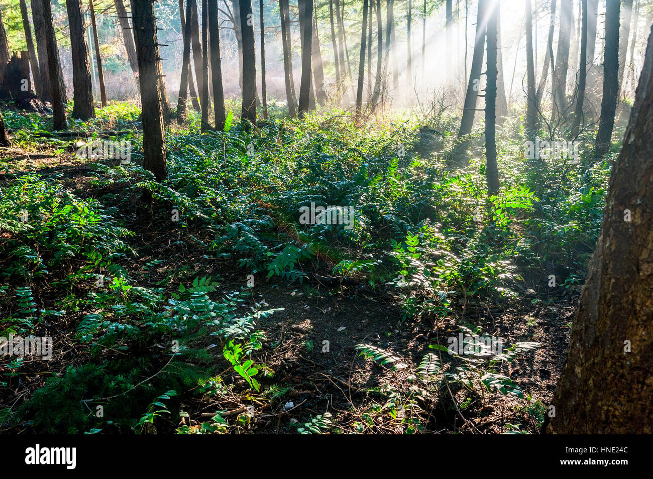 Bean soleil rayons de lumière briller à travers la forêt boréale de conifères Banque D'Images