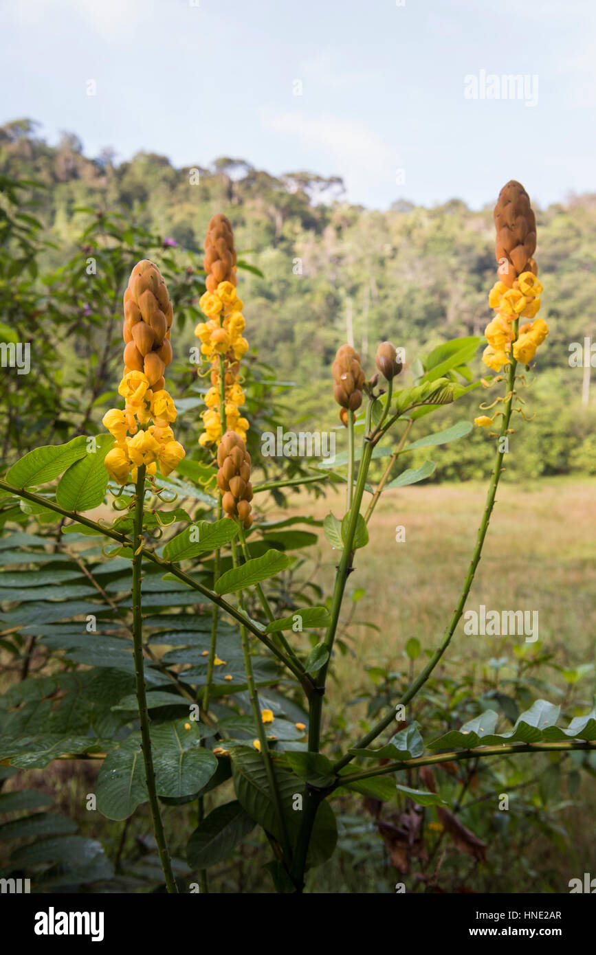 Les fleurs, la réserve forestière de Sinharaja, Sri Lanka Banque D'Images