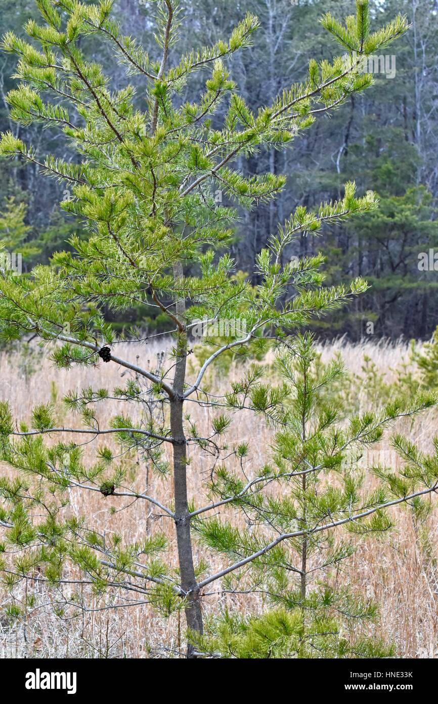 Sapin de Douglas (Pseudotsuga menziesii) arbre dans un champ ouvert Banque D'Images