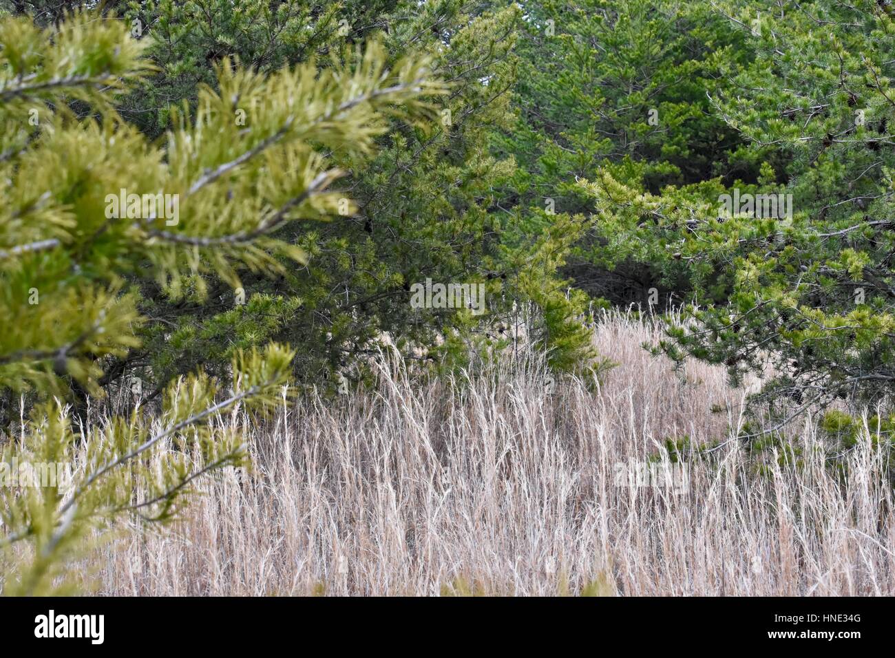 Champ ouvert avec les hautes herbes au milieu d'une forêt Banque D'Images