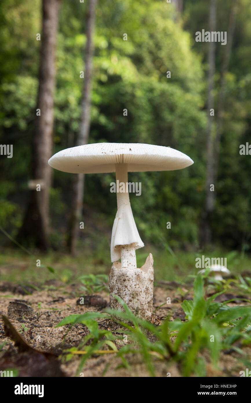 La réserve forestière de Sinharaja, champignons, Sri Lanka Banque D'Images