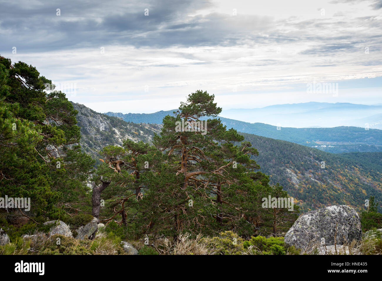 Forêt de pins sylvestres dans Siete Picos (Sept sommets), gamme à Guadarrama Mountains National Park, province de Madrid, Espagne Banque D'Images