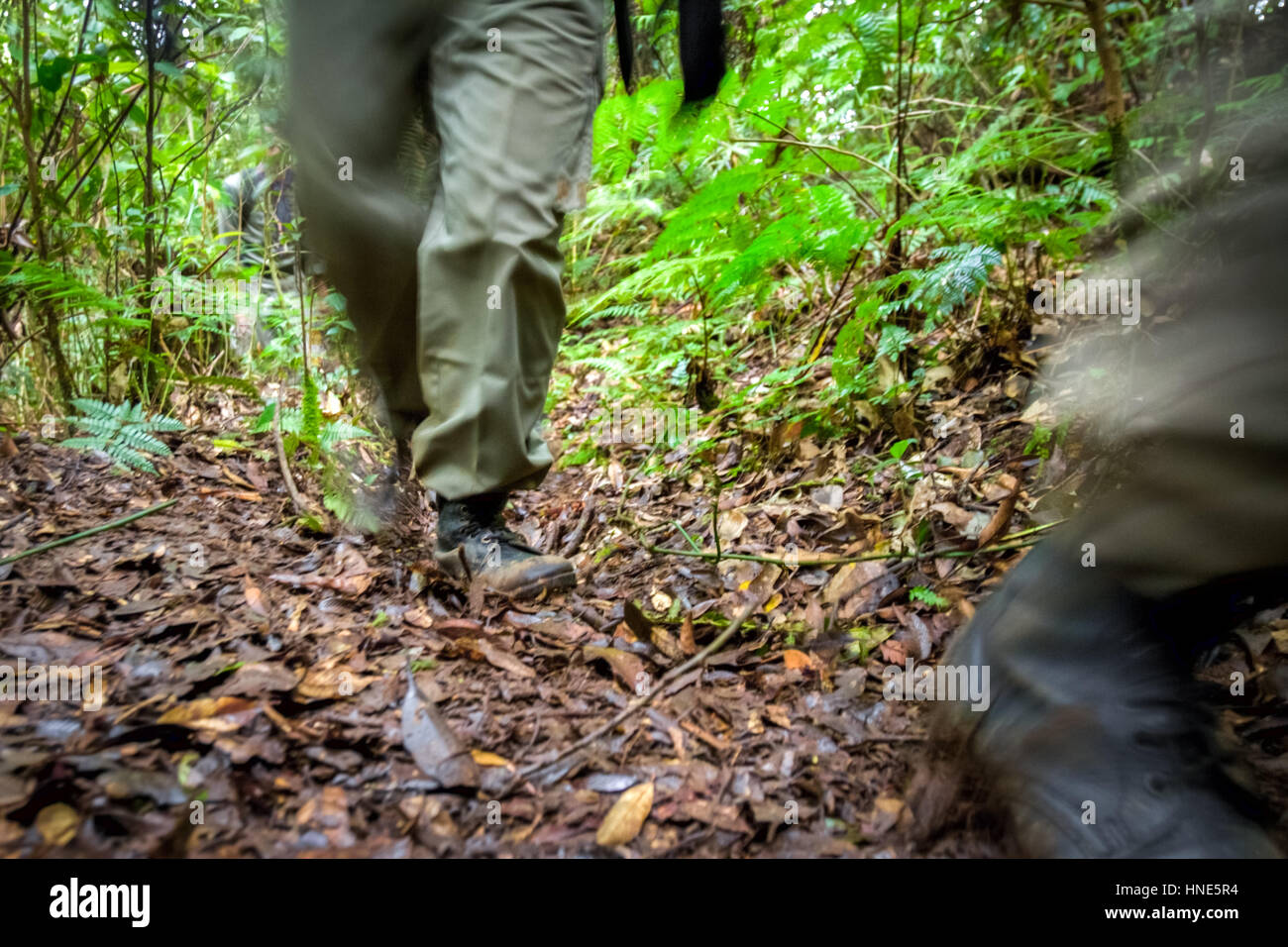 Des personnels de recherche et de sauvetage marchant dans la forêt pendant la mission de recherche de l'avion Sukhoi Superjet 100 à Mount Salak, Indonésie. Banque D'Images