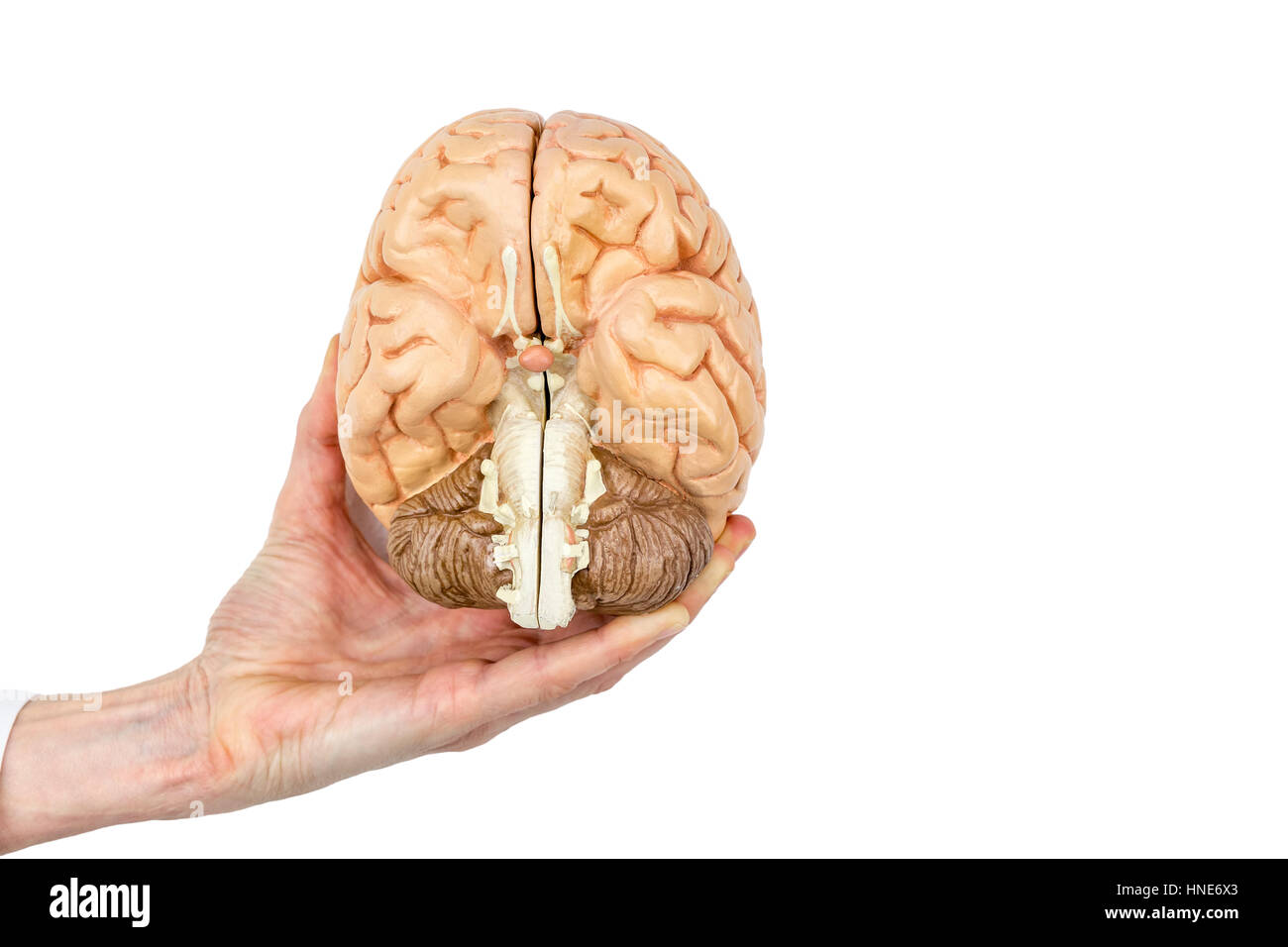 Modèle féminin hand holding hémisphères cerveau humain isolé sur fond blanc Banque D'Images