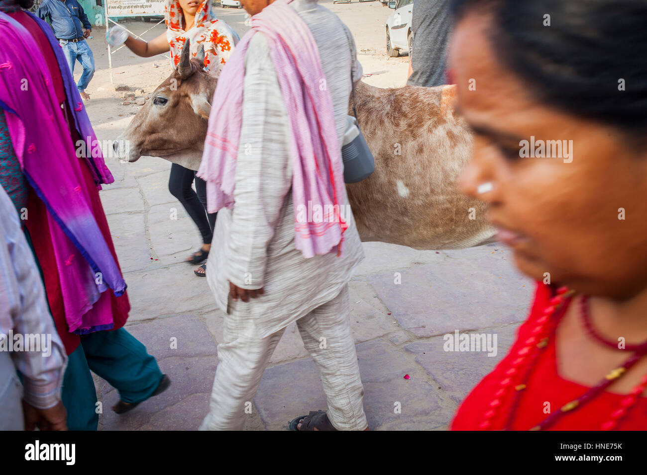 Entre vache, en Gotam Nagar Street (rue principale),Centre Historique,Vrindavan, Mathura, Uttar Pradesh, Inde Banque D'Images