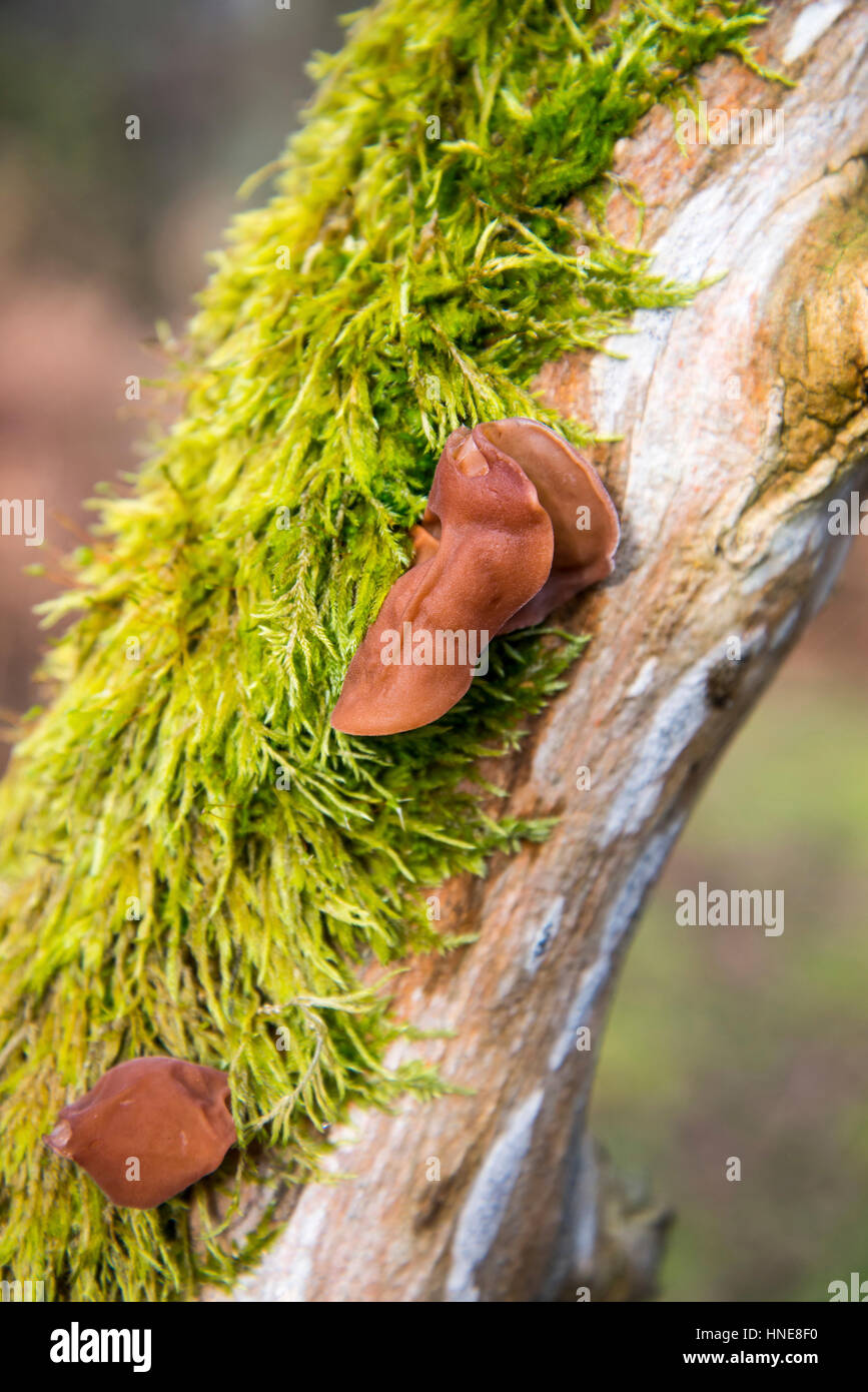 Jelly champignon oreille (Auricularia auricula-judae), également connu sous le nom de l'oreille de juif ou de l'oreille de Judas, poussant sur un arbre mort Banque D'Images