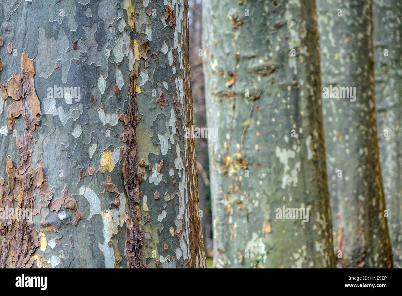 Tronc d'arbre plan avec écorce floconneuse, France Banque D'Images