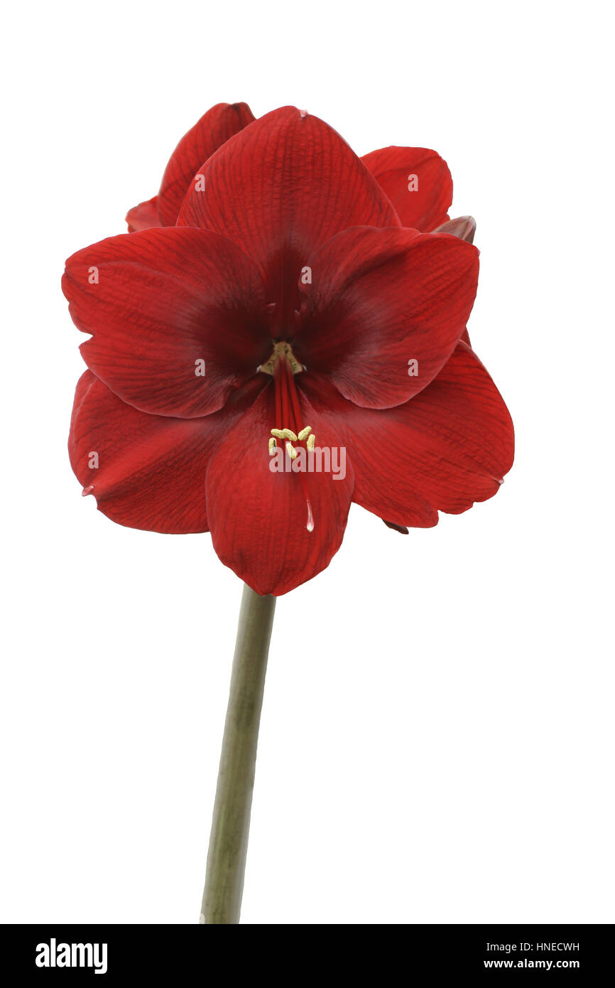 Hippeastrum 'Grand' Diva Banque D'Images