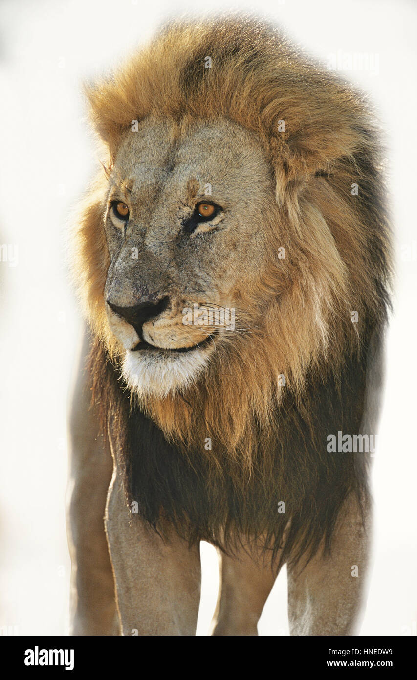 Lion debout et à l'écart sur fond blanc Banque D'Images