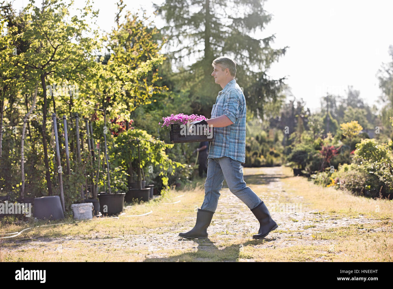 Vue latérale sur toute la longueur de la marche jardinier dans l'exercice de la caisse dans les pots de fleurs jardin Banque D'Images