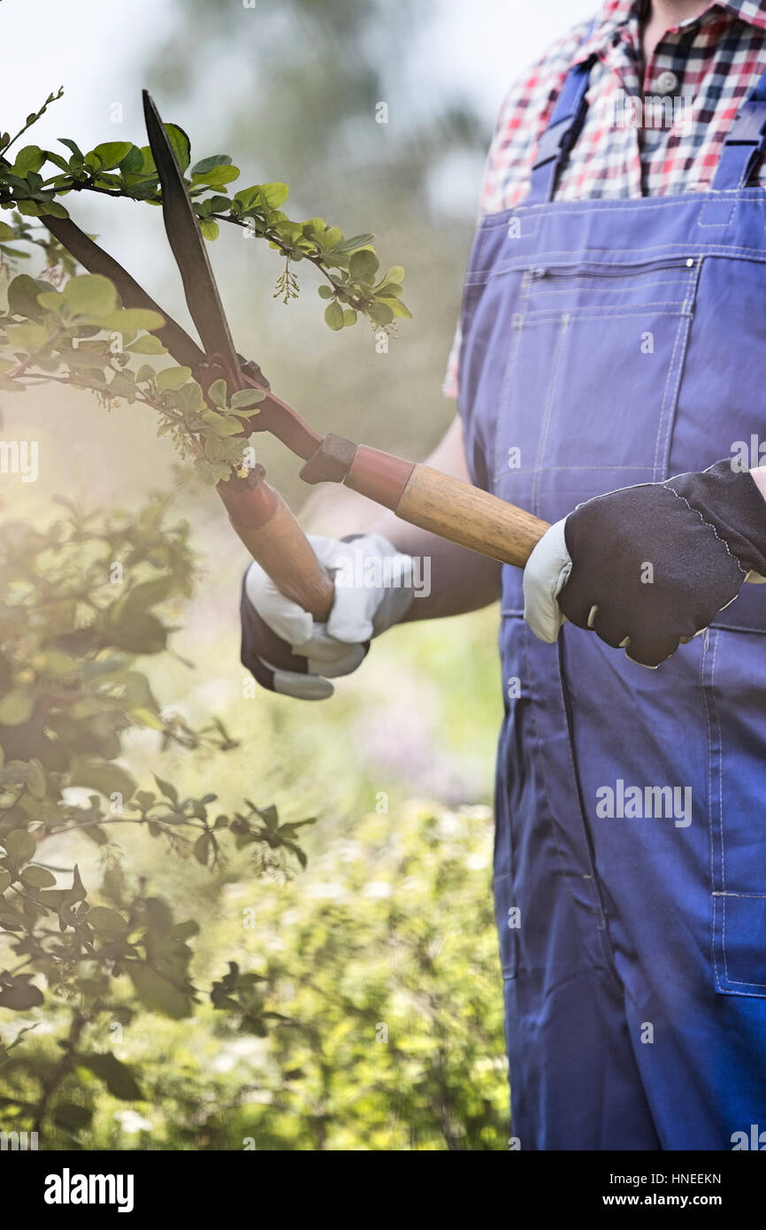 Au milieu des branches de fraisage jardinier à pépinière Banque D'Images