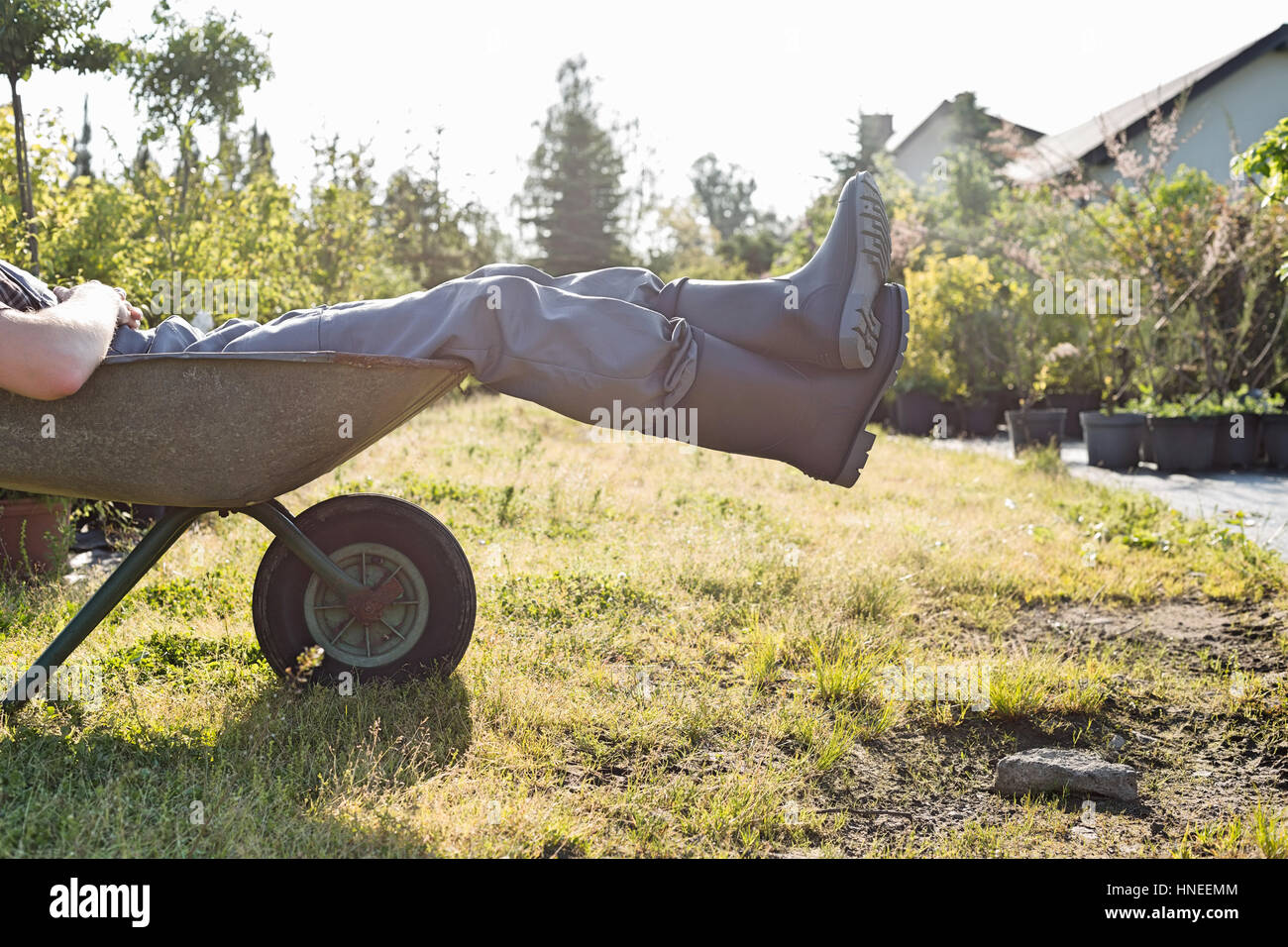 La section basse de man relaxing in wheelbarrow at garden Banque D'Images