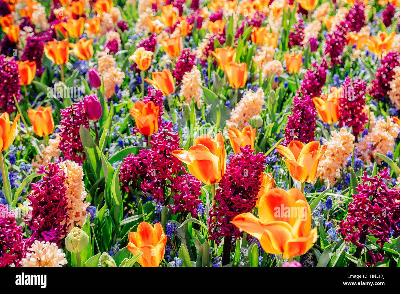 Champ de fleurs sauvages. Banque D'Images