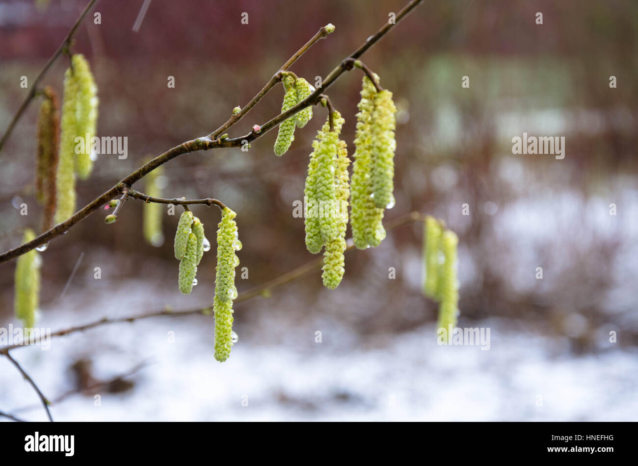 Au début du printemps, les chatons / la fin de l'hiver Banque D'Images