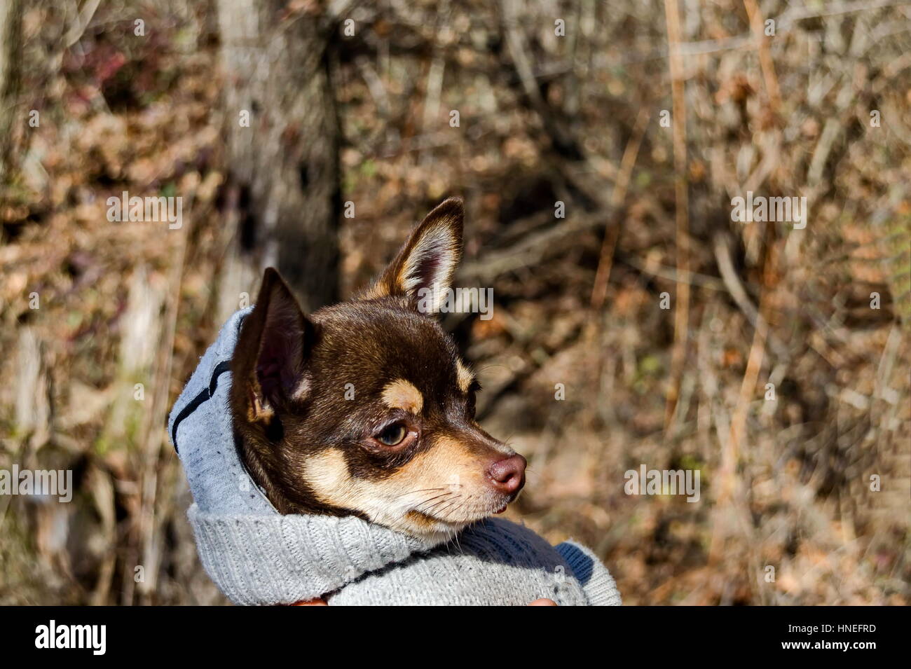 Portrait de chien domestique en hiver, Pancharevo, Bulgarie Banque D'Images