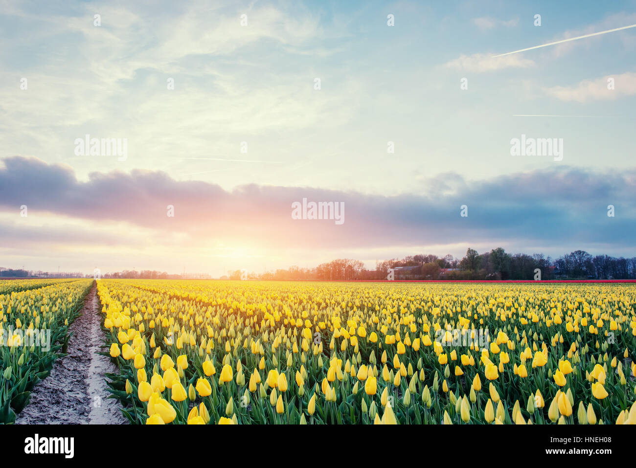 Tulipes jaunes sur fond de ciel bleu Banque D'Images