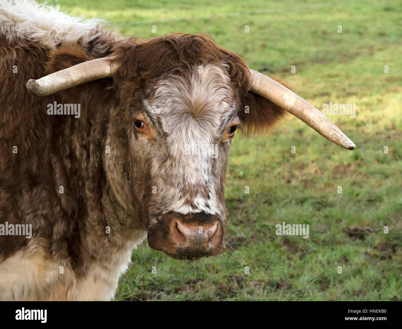 English Longhorn vache, UK Banque D'Images