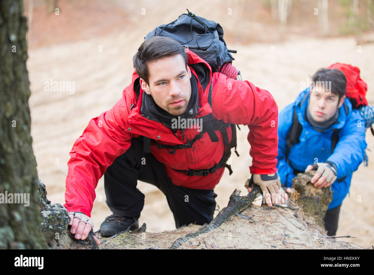 Les jeunes backpackers hiking in forest Banque D'Images
