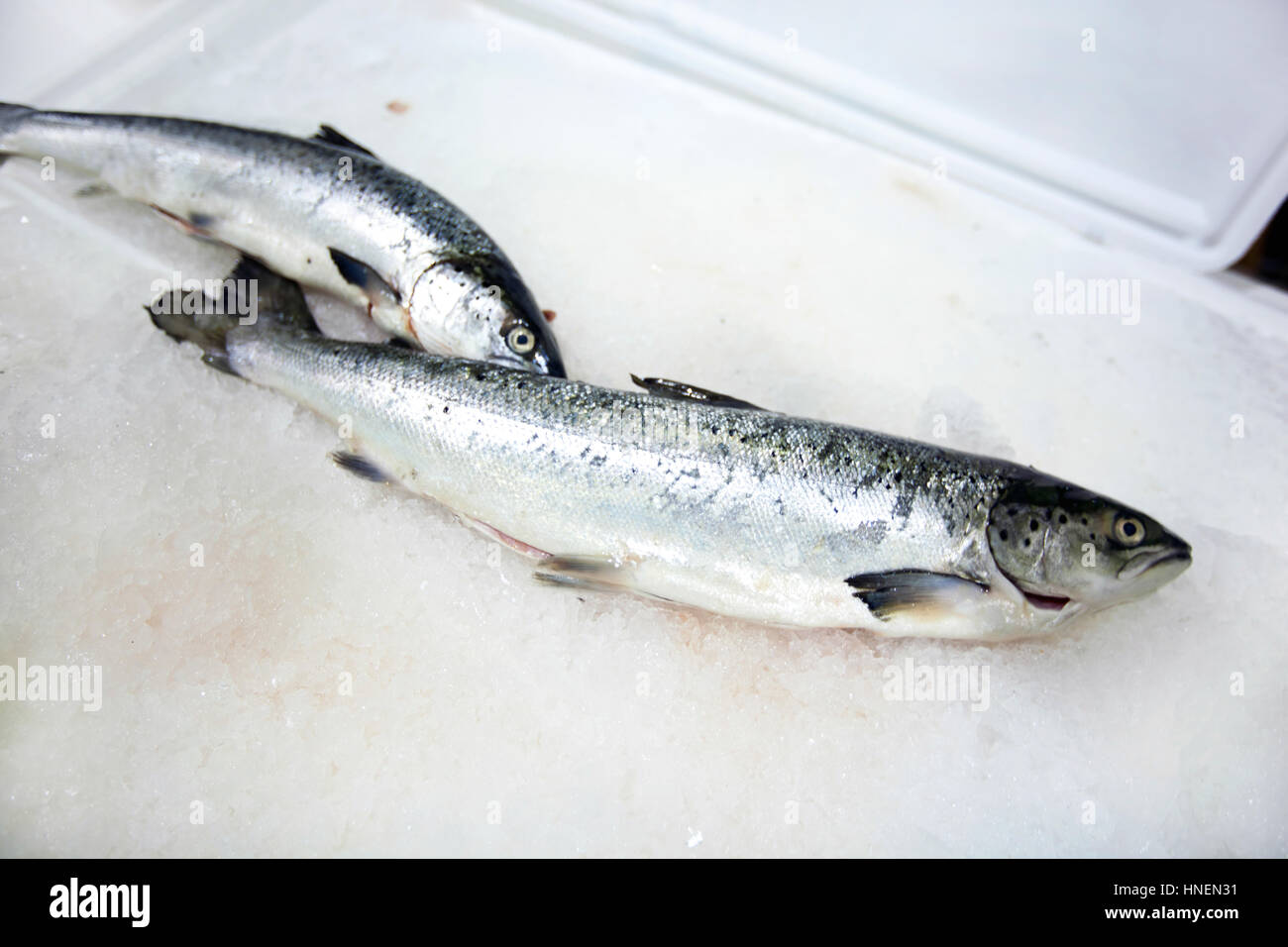 Poissons fraîchement pêchés sur la glace Banque D'Images