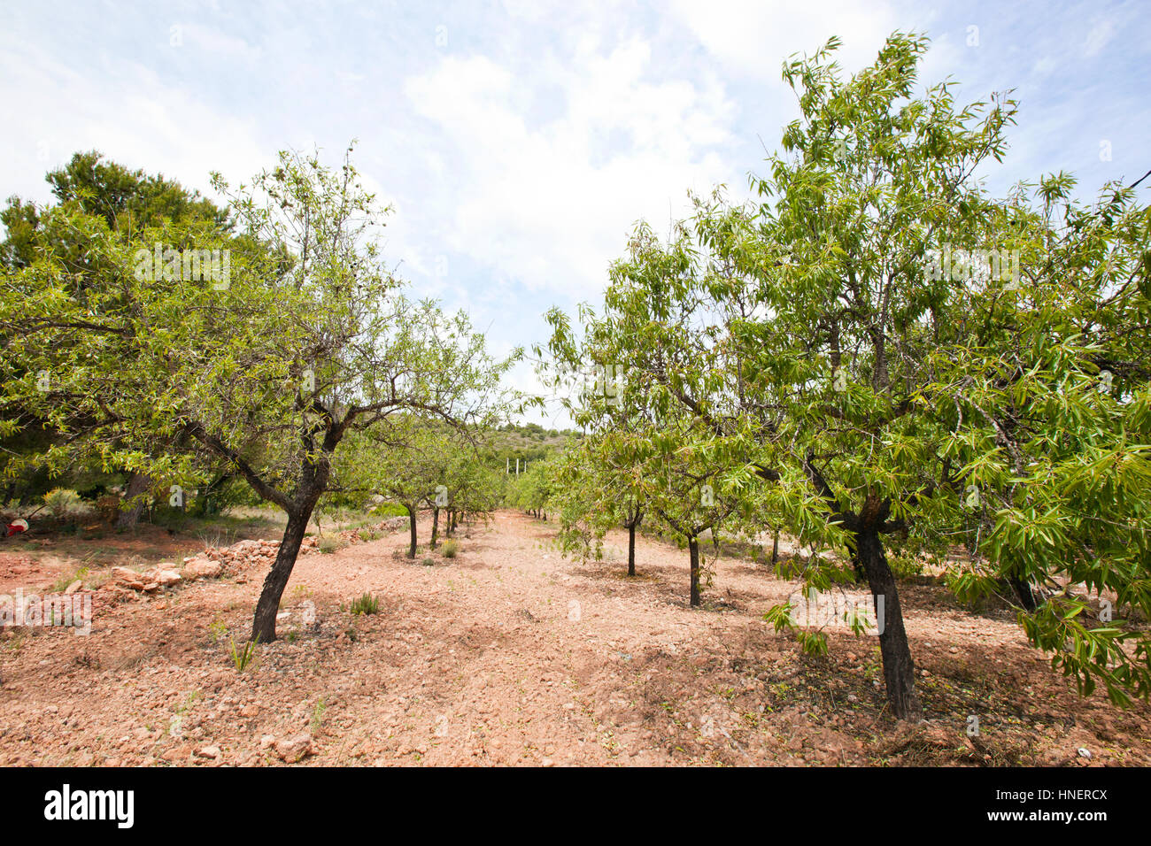 Lignes d'amandiers en almond grove, Région de Valence, Espagne Banque D'Images