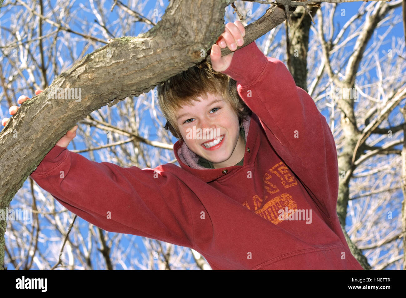 Teen garçon dans un arbre Banque D'Images