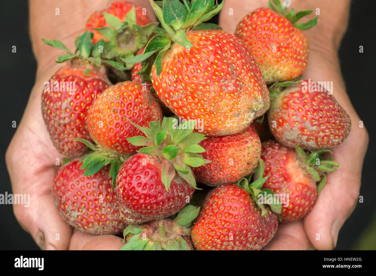 Fraise à la main. Mains jardinier. Le travail et porté de mains. Agriculteur avec fraise fraîchement Banque D'Images