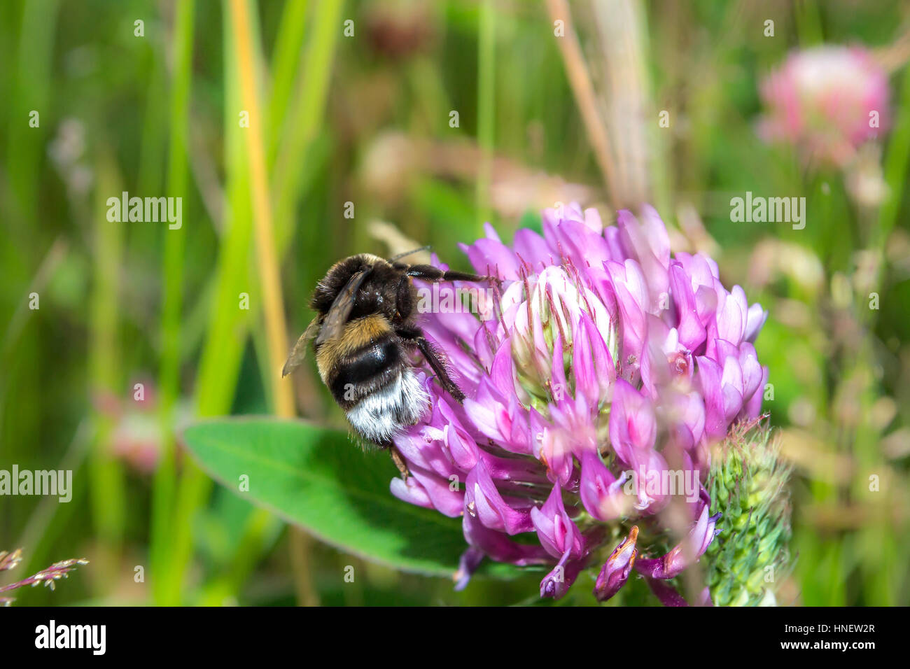 Bumblebee tricheuse trèfle dans une prairie. Printemps fleurs roses Banque D'Images