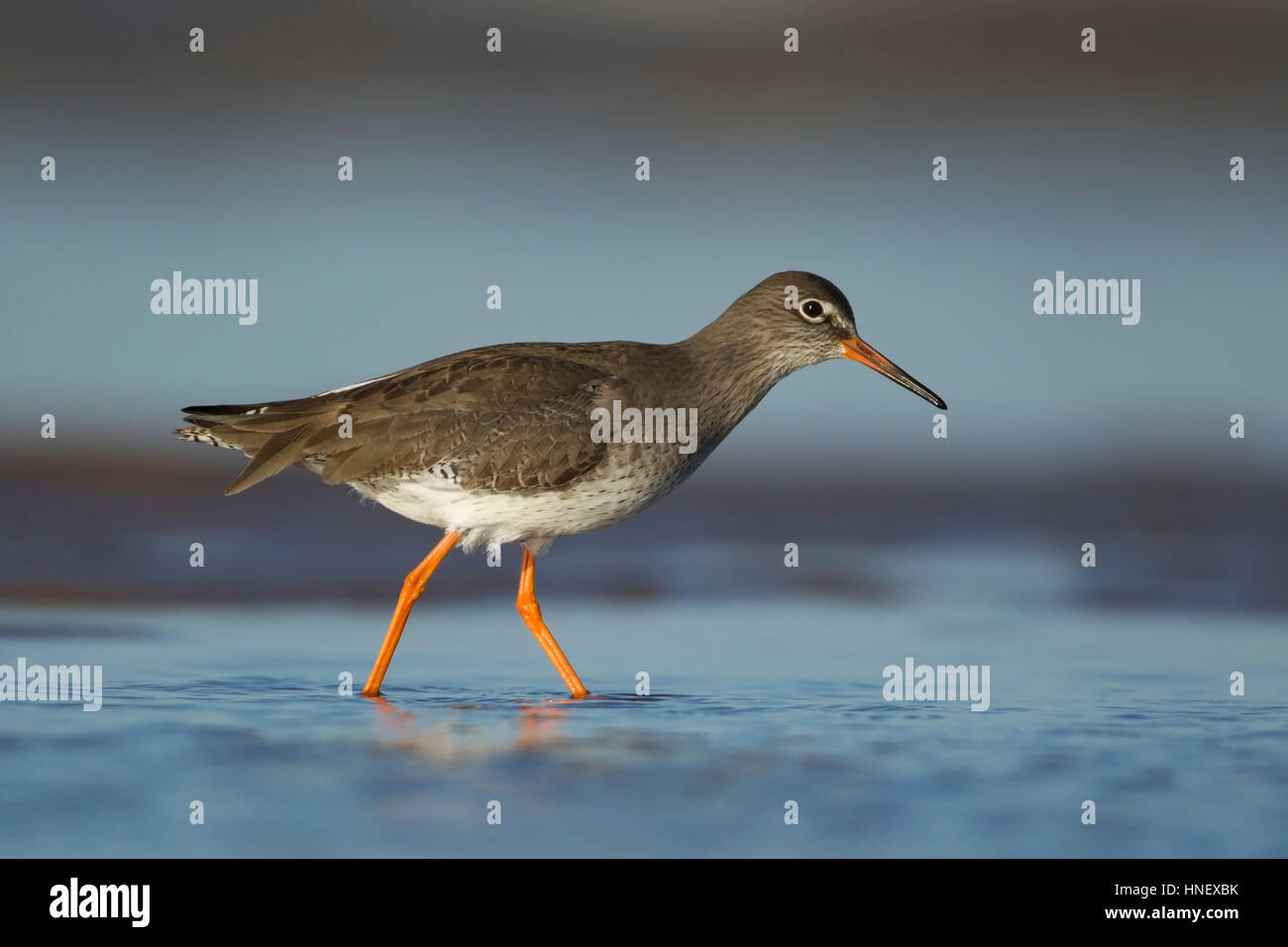 Chevalier arlequin (Tringa totanus), des profils dans une eau peu profonde, Norfolk, Angleterre, Royaume-Uni Banque D'Images
