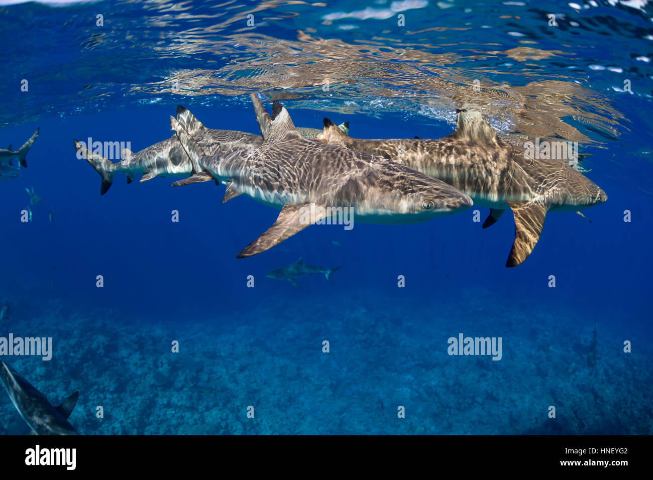 Requin Carcharhinus melanopterus, requins, Yap, Micronésie. Banque D'Images