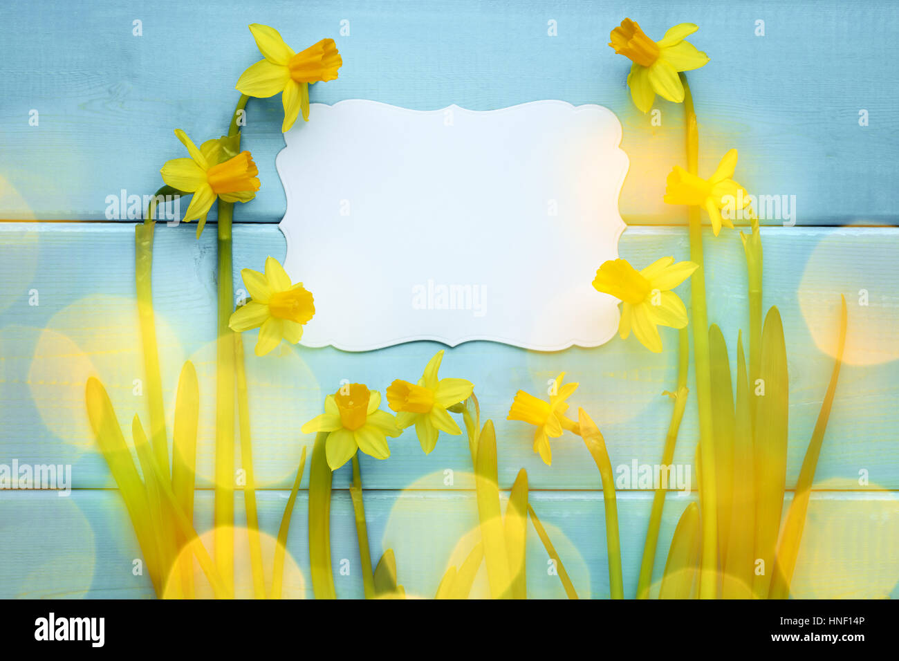 Jonquille fleur avec carte vierge,décoration de Pâques Banque D'Images